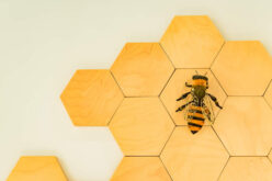 Using Organic Shapes In Interior Design