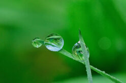 Things You Should Know Before Mowing Wet Grass