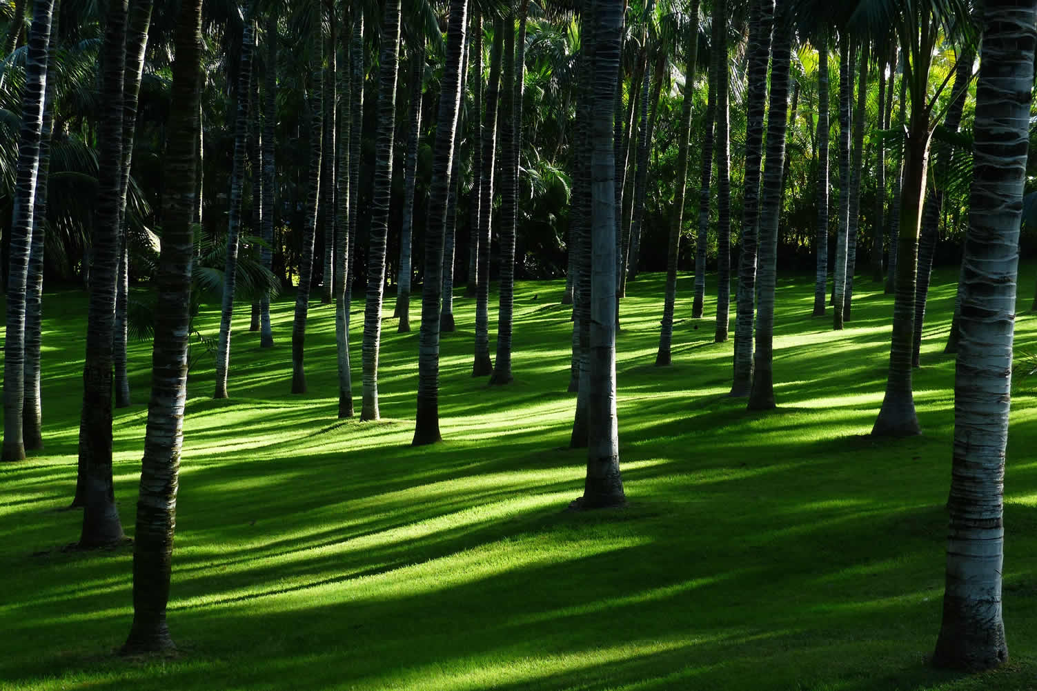 benefits that trees offer