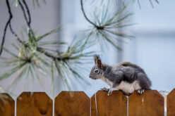 6 Ways to Make Your Backyard More Private