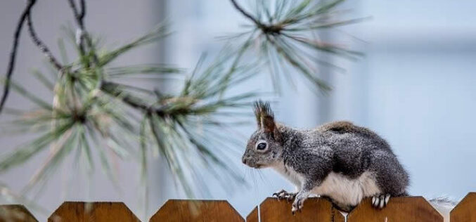 6 Ways to Make Your Backyard More Private