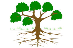 The Top 3 Ways Tree Roots Are Costing You Money