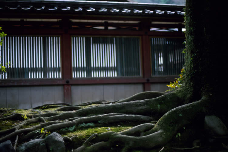 ways tree roots are costing you money