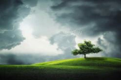 How To Care For Trees: A Seasonal Guide