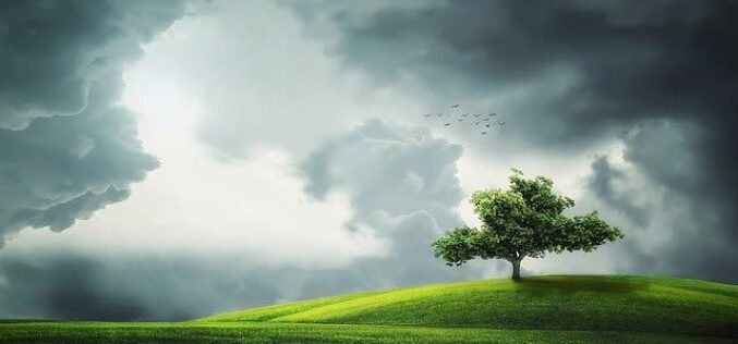 How To Care For Trees: A Seasonal Guide