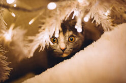 How to Create a Comfortable Space for Your Cat