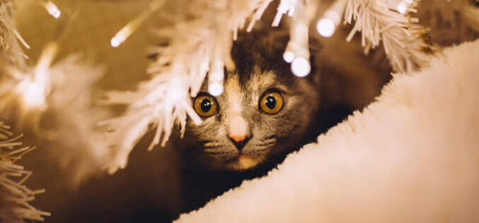 How to Create a Comfortable Space for Your Cat