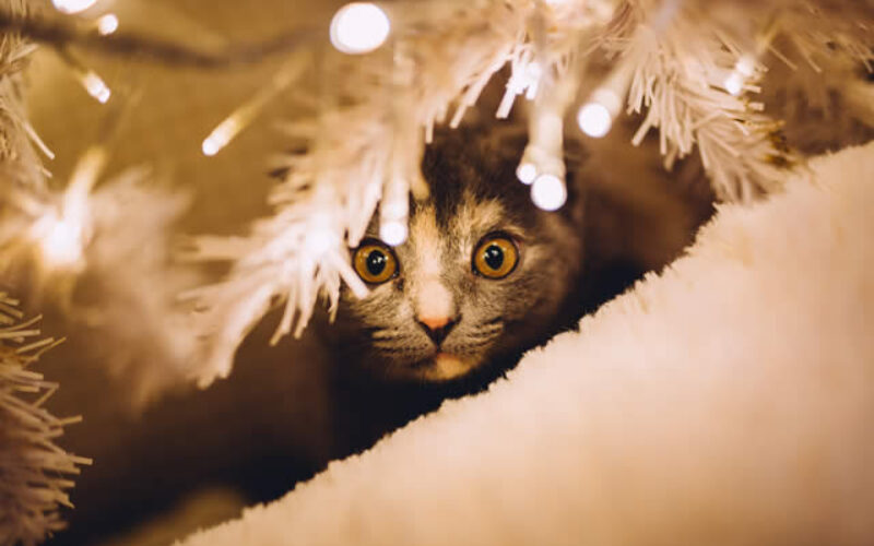 How to Create a Comfortable Space for Your Cat