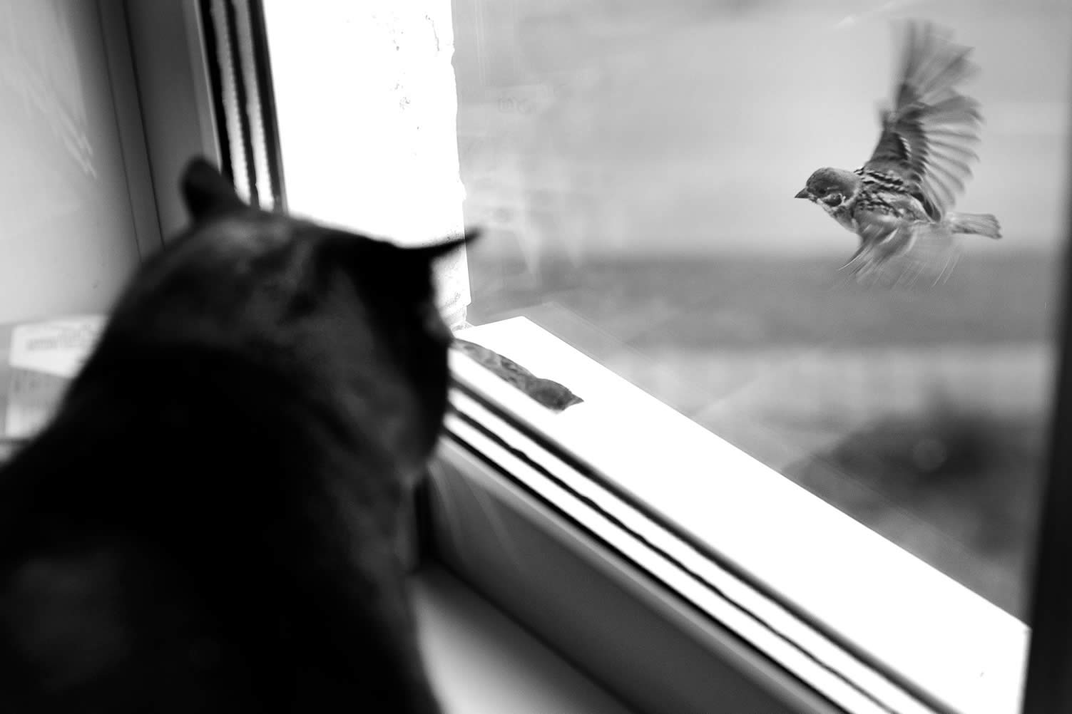 how to create a comfortable space for your cat