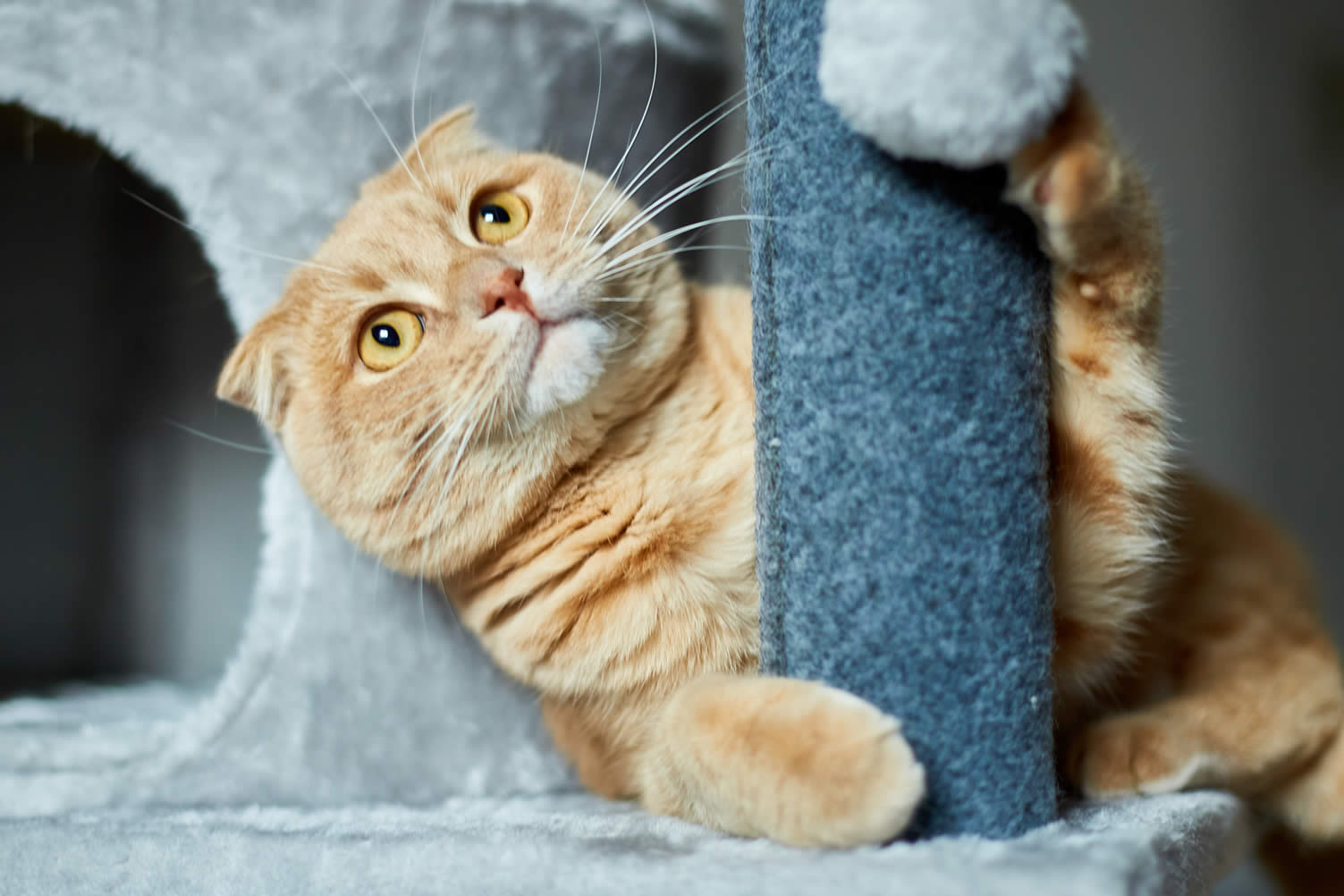 how to create a comfortable space for your cat