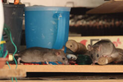 Pest Control Techniques – Infographic