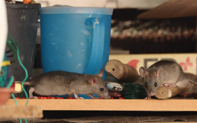Pest Control Techniques – Infographic