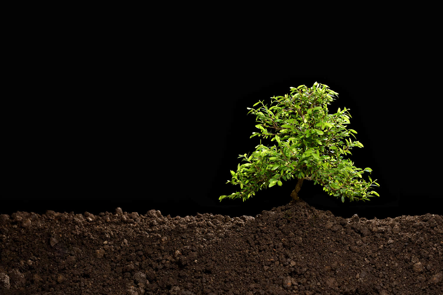 how to care for trees