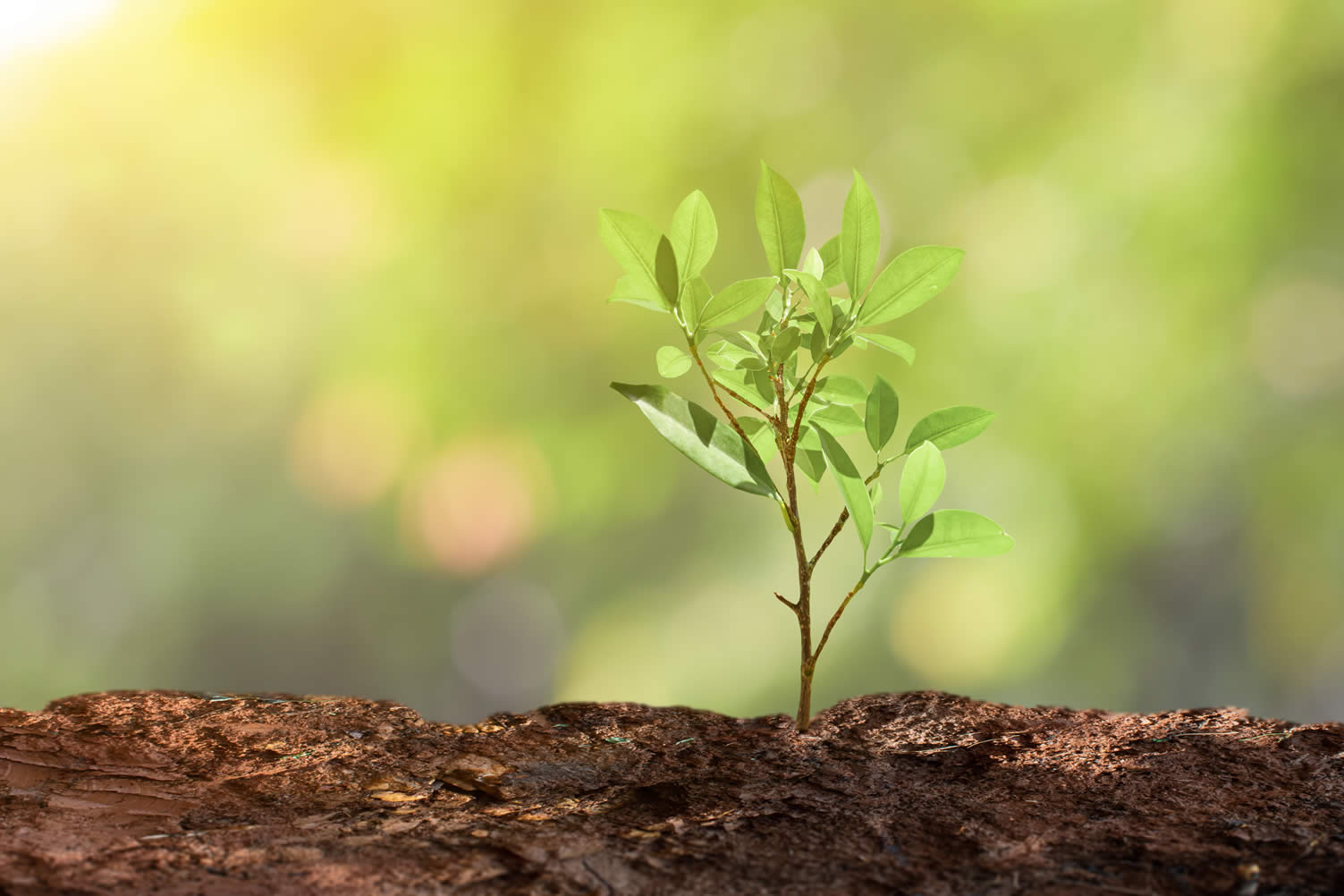 how to care for trees