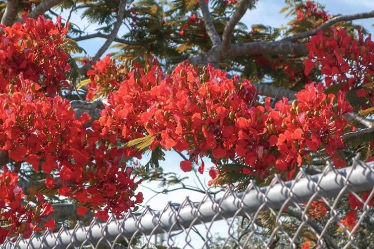 how to choose a new fence
