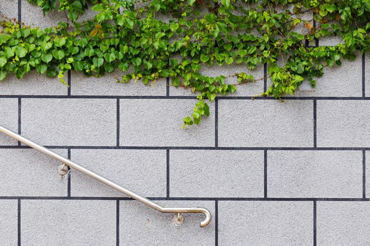 brick wall with ivy