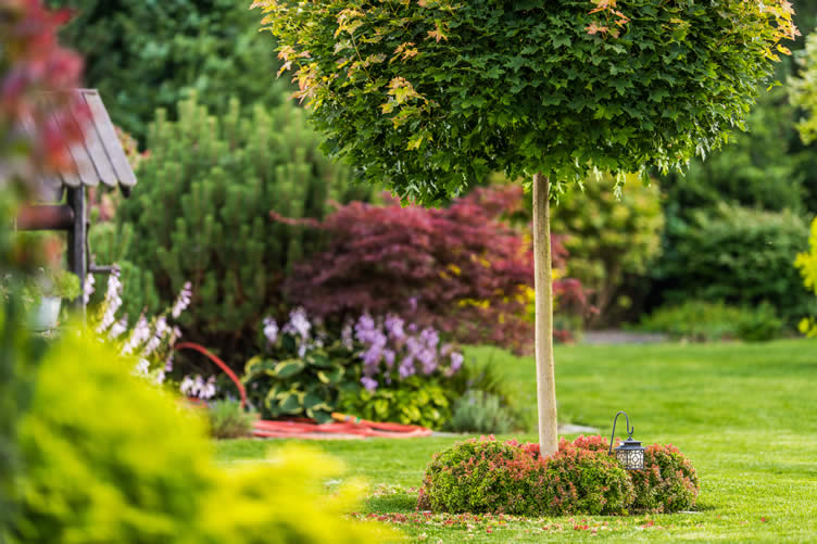 planting trees