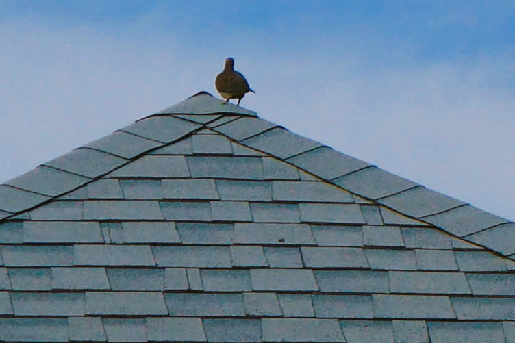 choose the right type of asphalt shingles