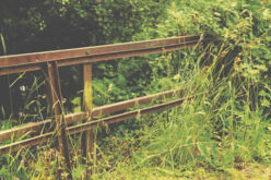3 Ways To Efficiently Clean Your Overgrown Yard