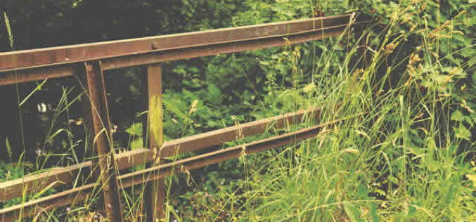 3 Ways To Efficiently Clean Your Overgrown Yard