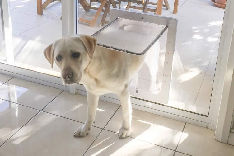 creating a pet friendly sunroom
