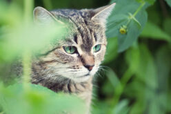 7 Tips for Creating a Pet-Friendly Sunroom