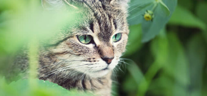 7 Tips for Creating a Pet-Friendly Sunroom