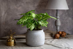Top 10 Home Decoration Trends in 2022