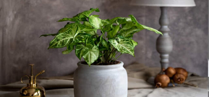 Top 10 Home Decoration Trends in 2022
