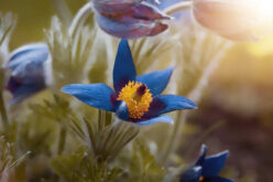 Essential Garden Prep For The Summer