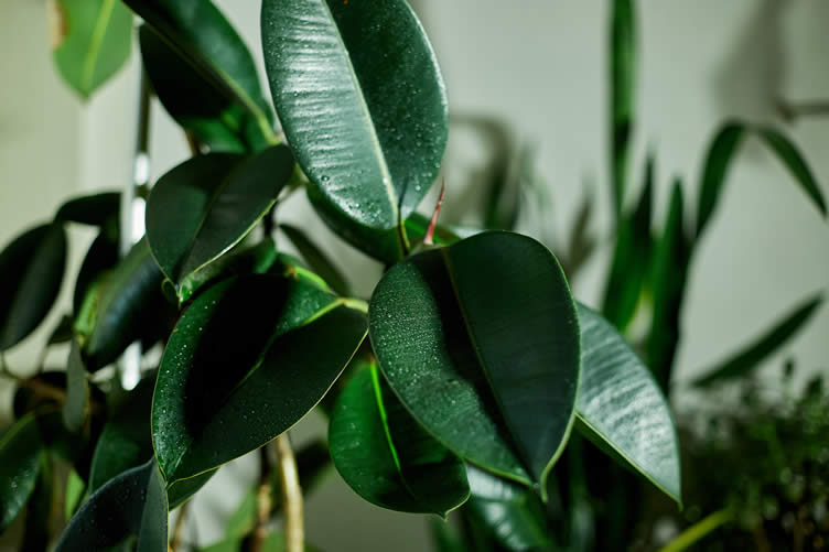 home features when living in a humid area