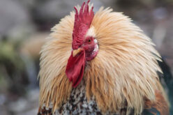 How to Build a Chicken Run From Scratch