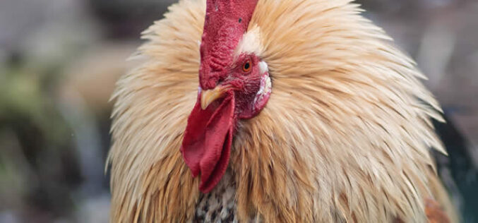 How to Build a Chicken Run From Scratch