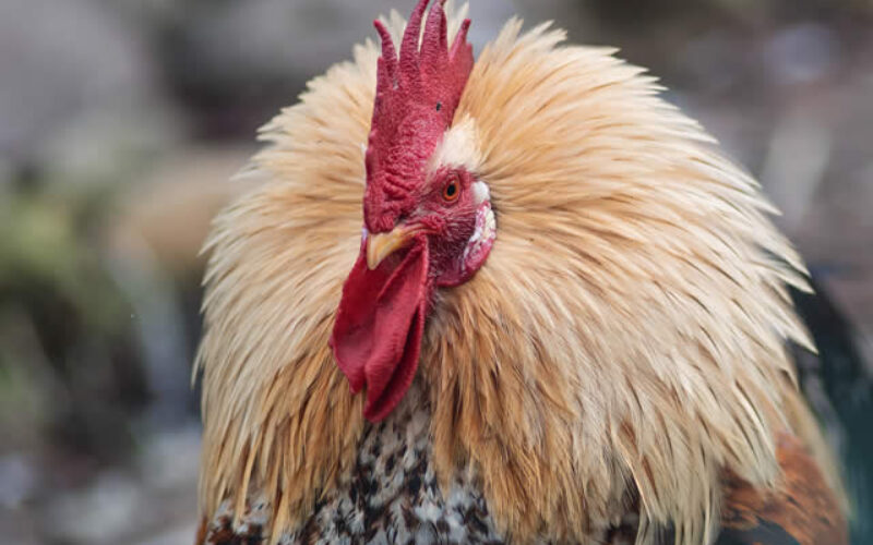 Build Chicken Run
