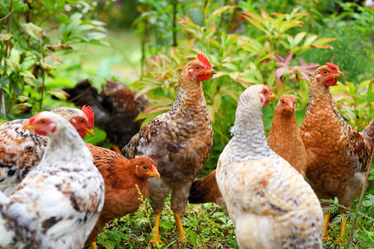 types of chickens