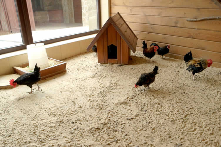 how to care for chickens