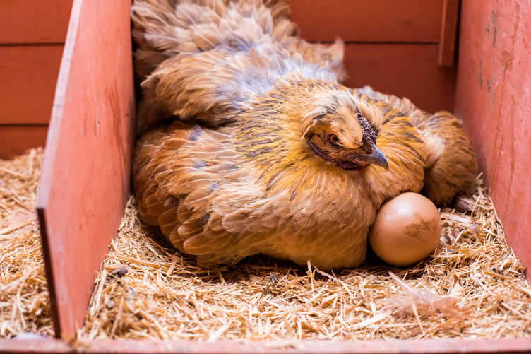 chicken laying eggs