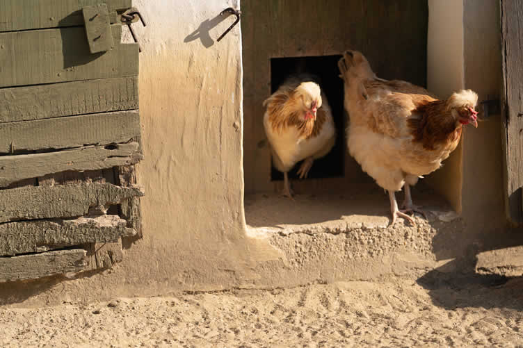 chicken protection