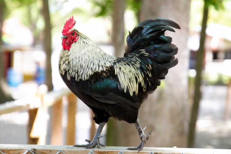 rooster