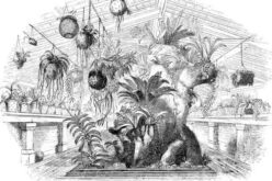 Greenhouses: The Pros And Cons Of Building Your Own