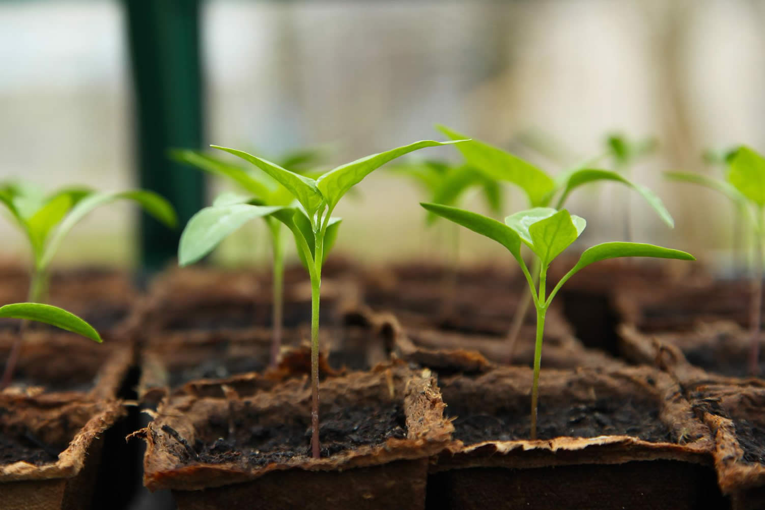 greenhouses pros and cons