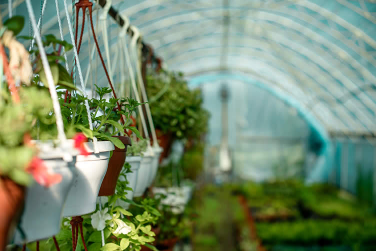 greenhouses the pros and cons