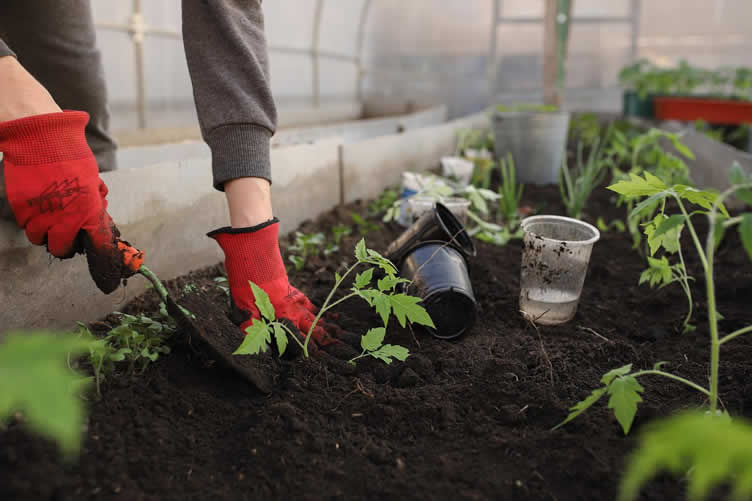 greenhouses the pros and cons