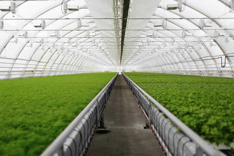 greenhouses the pros and cons