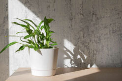 The Top 6 Reasons to Decorate Your Home with Houseplants