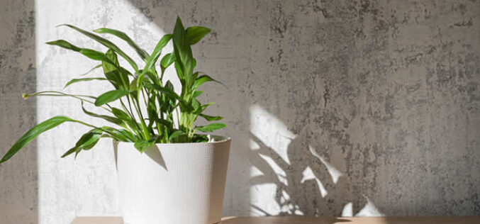 The Top 6 Reasons to Decorate Your Home with Houseplants