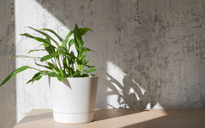Decorate w/ Houseplants