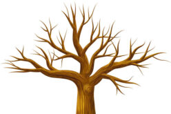 How to Grow Grass After Tree Removal