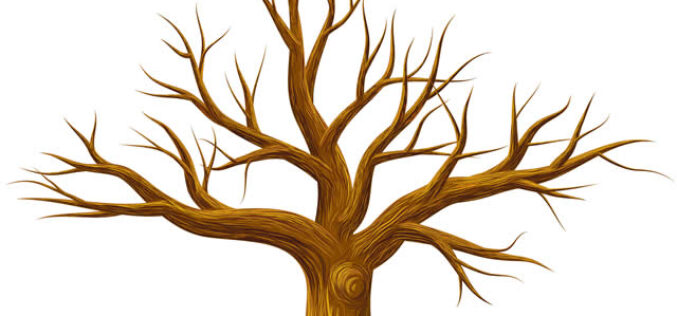 How to Grow Grass After Tree Removal