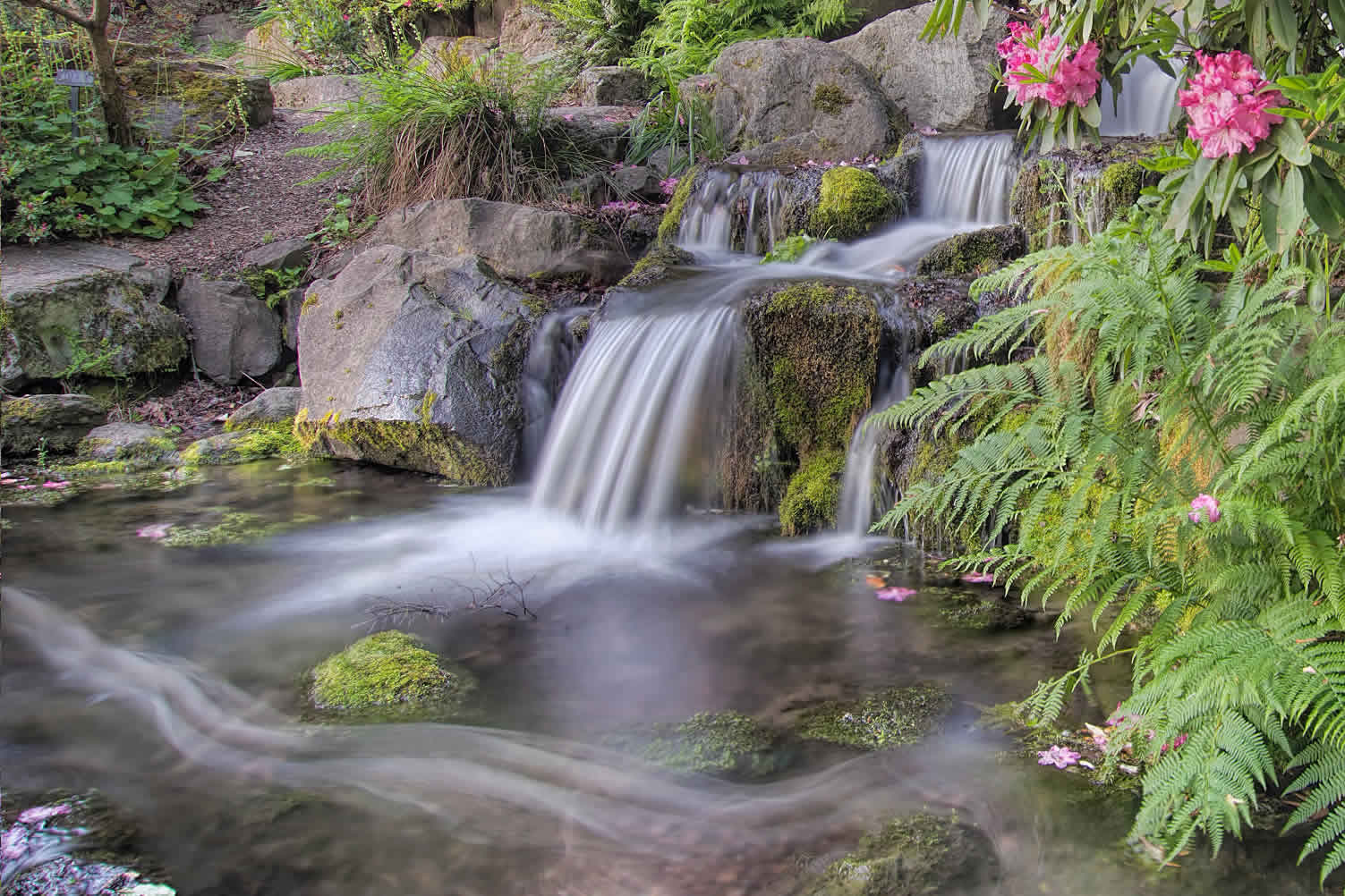 making your dream yard